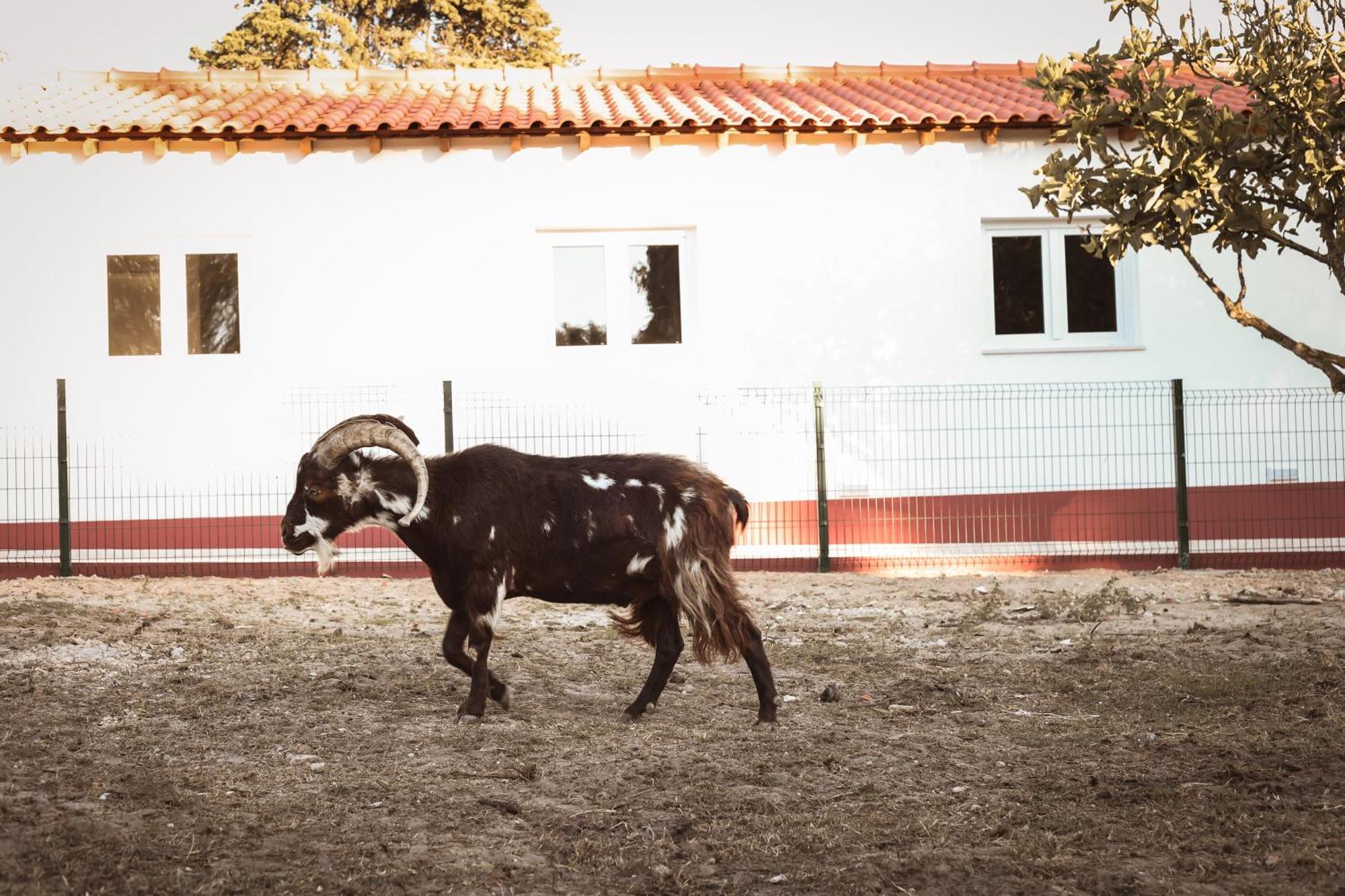 Quinta Caçadoras Palmela