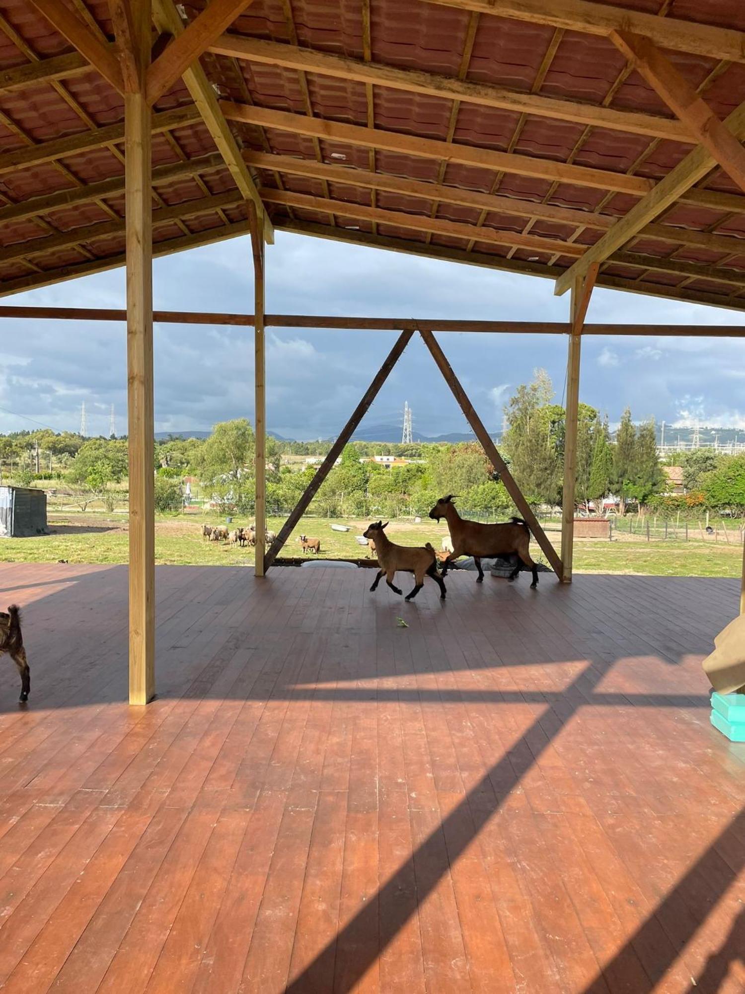 Quinta Cacadoras - Animal Lovers Only